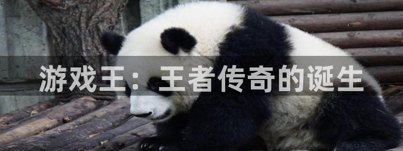 lvncesbg大游衣服：游戏王：王者传奇的诞生